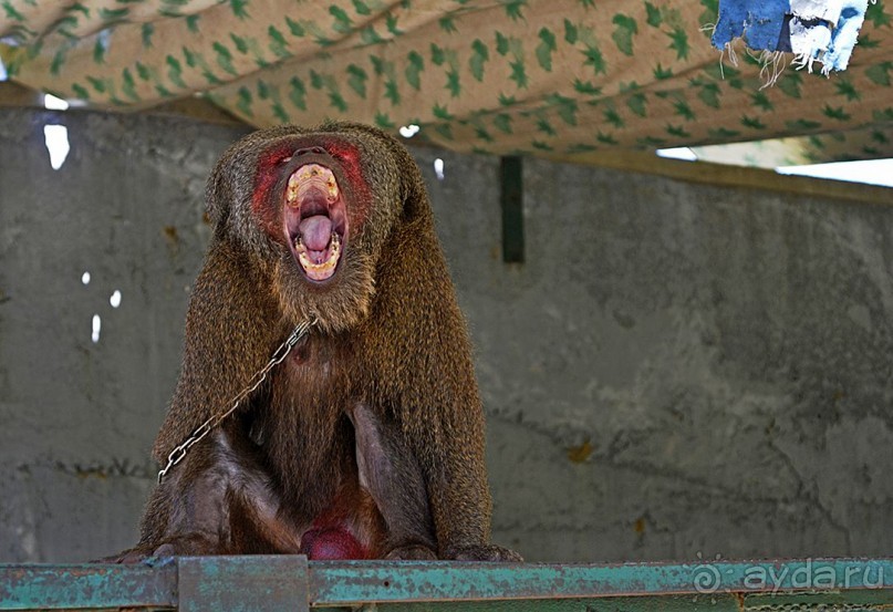 Экскурсии из Нячанга. ВОДОПАД ЯНГ БЕЙ.