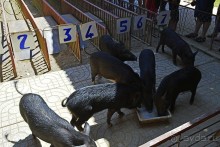 Экскурсии из Нячанга. ВОДОПАД ЯНГ БЕЙ.