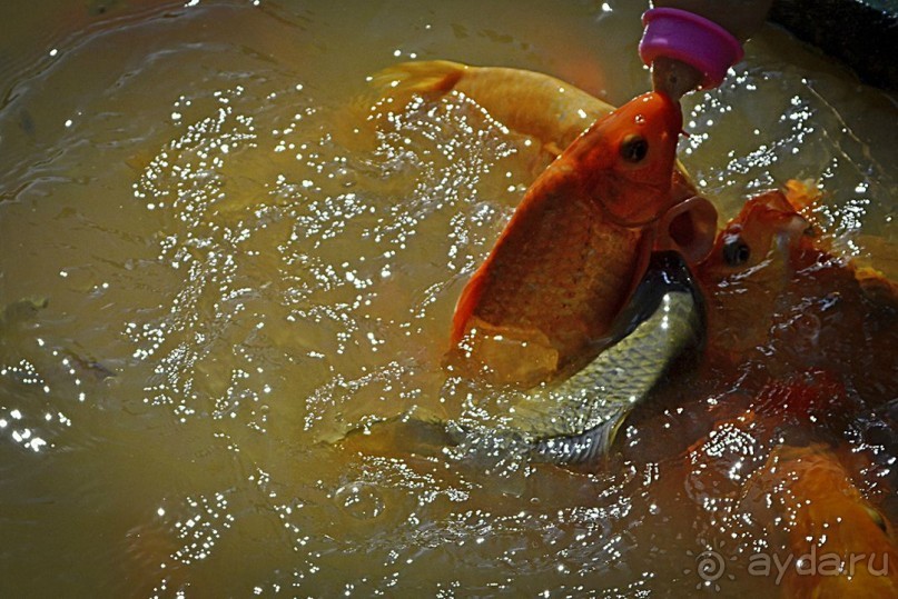 Экскурсии из Нячанга. ВОДОПАД ЯНГ БЕЙ.