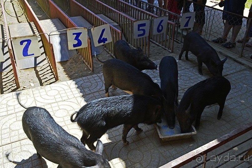 Экскурсии из Нячанга. ВОДОПАД ЯНГ БЕЙ.
