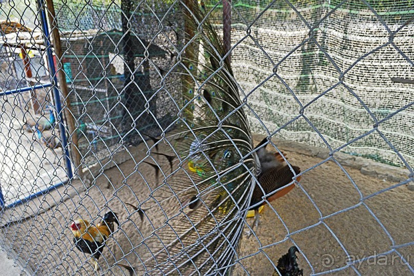 Экскурсии из Нячанга. Северные острова НЯФУ.