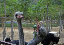 Экскурсии из Нячанга. Северные острова НЯФУ.