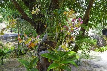 Экскурсии из Нячанга. Северные острова НЯФУ.