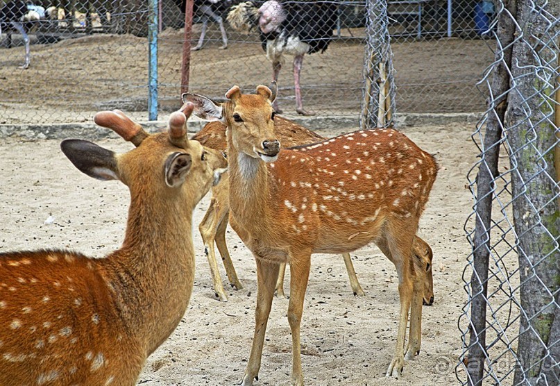 Экскурсии из Нячанга. Северные острова НЯФУ.