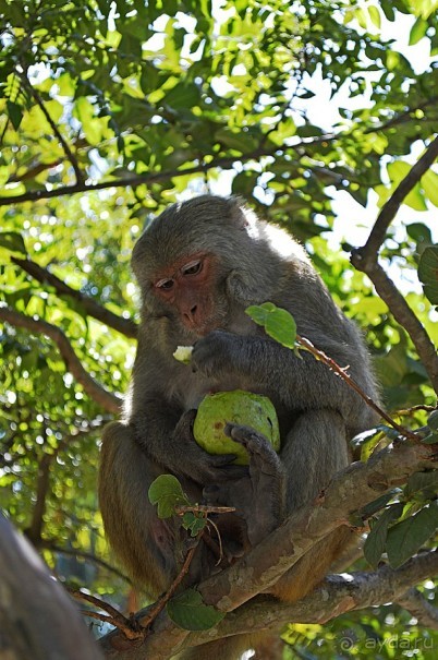 Экскурсии из Нячанга. Северные острова НЯФУ.