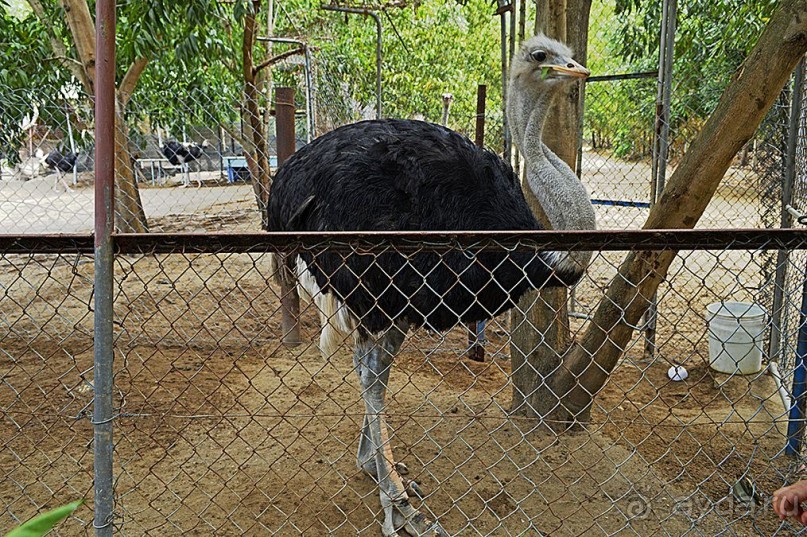 Экскурсии из Нячанга. Северные острова НЯФУ.