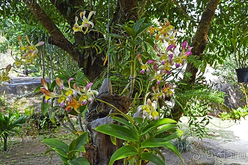 Экскурсии из Нячанга. Северные острова НЯФУ.