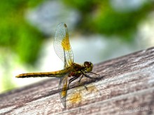 Екатеринбург-Невьянск-Тобольск. Часть 3. Тобольск.