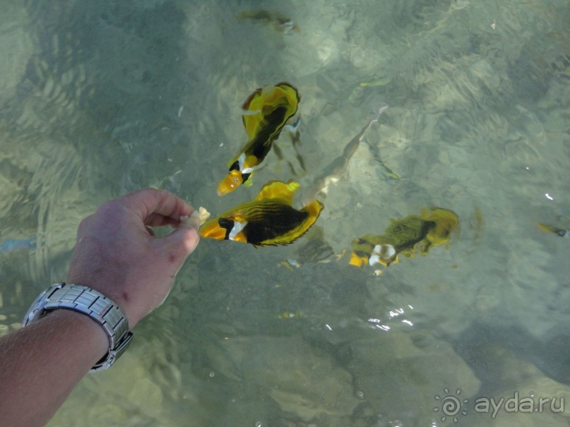 Рекомендую