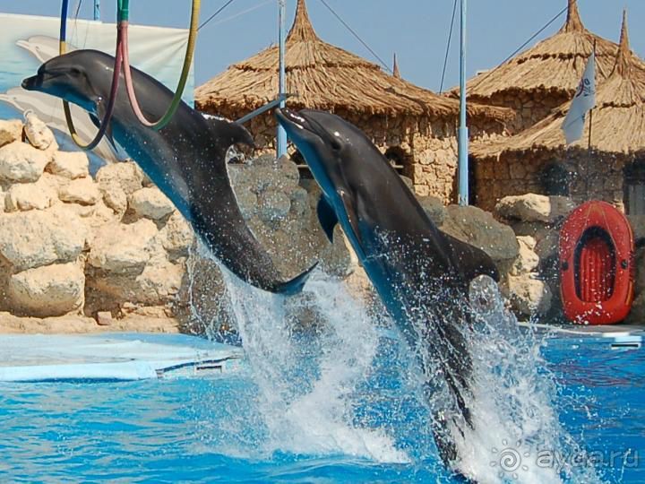 Экскурсии в Шарм эль Шейхе