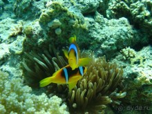 Экскурсия Дискавери