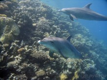 Экскурсия Дискавери