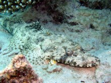 Экскурсия Дискавери