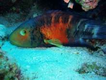 Экскурсия Дискавери