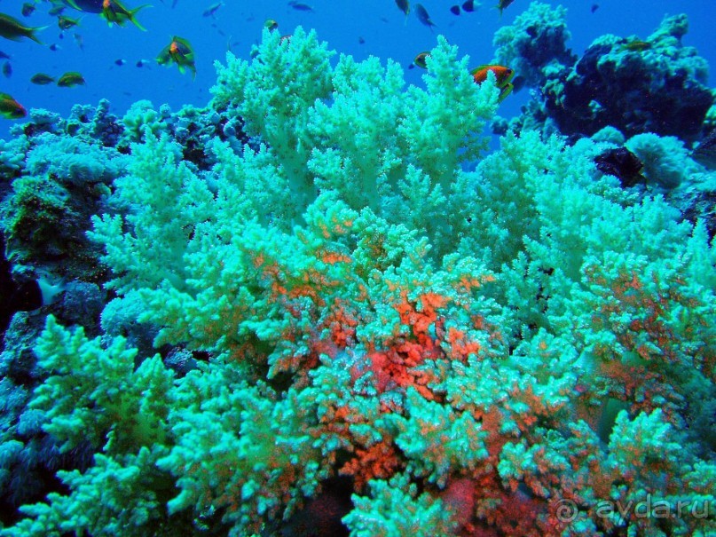 Экскурсия Дискавери