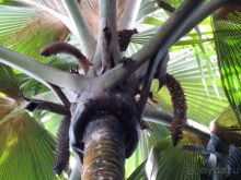 Морская пальма, штамп в паспорте и тяжелый сувенир!