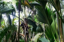 Морская пальма, штамп в паспорте и тяжелый сувенир!