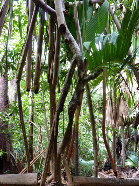 Морская пальма, штамп в паспорте и тяжелый сувенир!