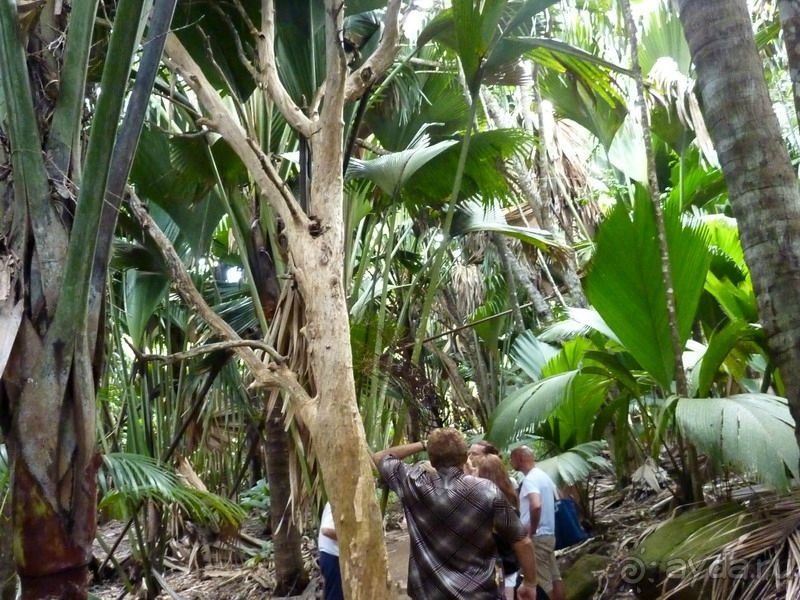 Морская пальма, штамп в паспорте и тяжелый сувенир!