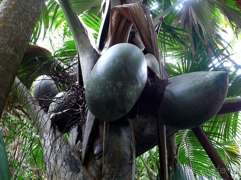 Морская пальма, штамп в паспорте и тяжелый сувенир!