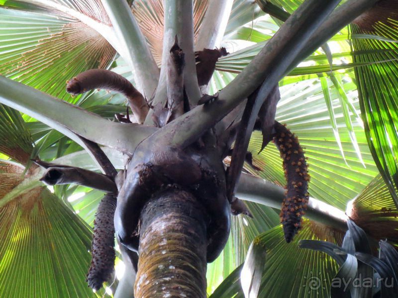 Морская пальма, штамп в паспорте и тяжелый сувенир!