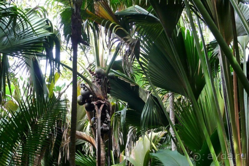 Морская пальма, штамп в паспорте и тяжелый сувенир!