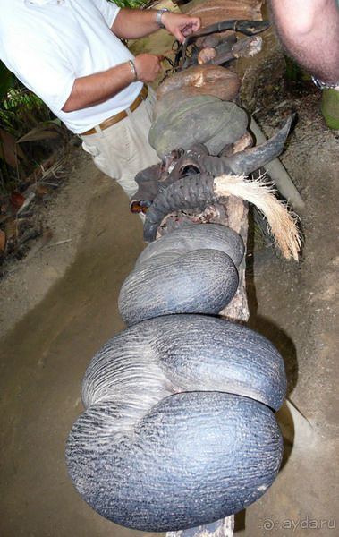 Морская пальма, штамп в паспорте и тяжелый сувенир!