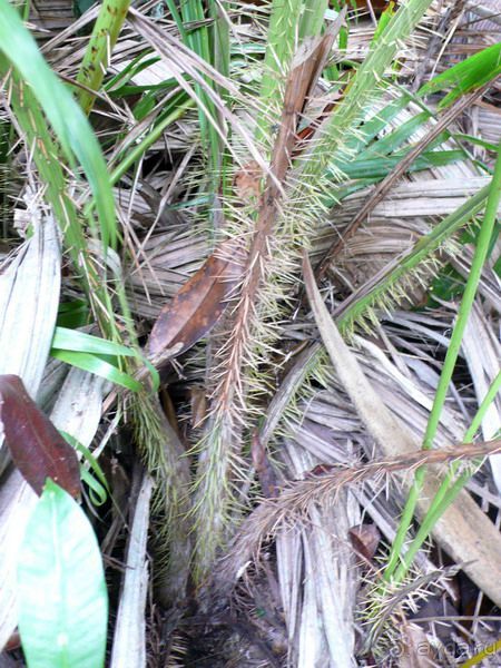 Морская пальма, штамп в паспорте и тяжелый сувенир!