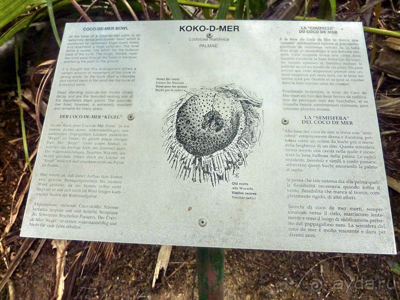 Морская пальма, штамп в паспорте и тяжелый сувенир!