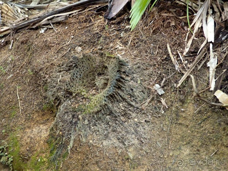 Морская пальма, штамп в паспорте и тяжелый сувенир!