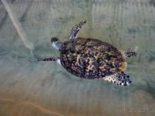 Шри Ланка Черепашья ферма