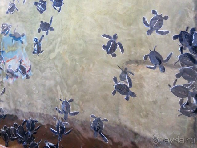 Шри Ланка Черепашья ферма