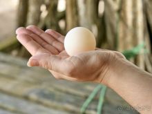 Шри Ланка Черепашья ферма