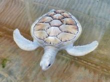 Шри Ланка Черепашья ферма