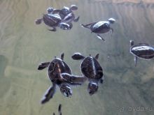 Шри Ланка Черепашья ферма