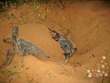 Шри Ланка Черепашья ферма