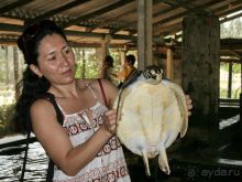 Шри Ланка Черепашья ферма