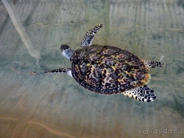 Шри Ланка Черепашья ферма