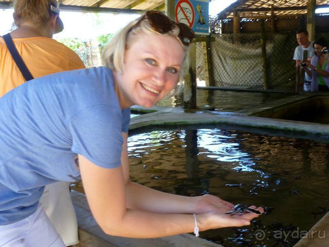 Шри Ланка Черепашья ферма