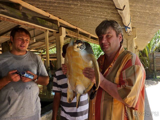 Шри Ланка Черепашья ферма