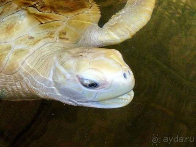 Шри Ланка Черепашья ферма