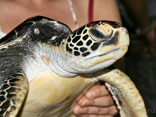 Шри Ланка Черепашья ферма