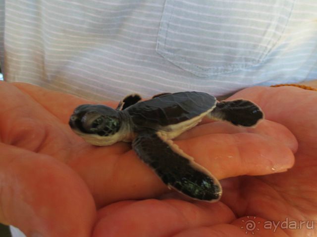 Шри Ланка Черепашья ферма