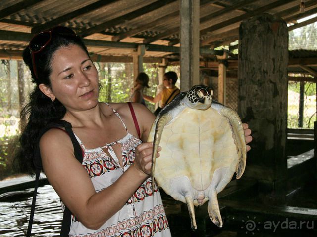 Шри Ланка Черепашья ферма