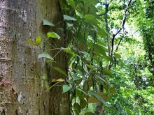 Классический пример, когда вас развели на деньги, но вы остались счастливы!