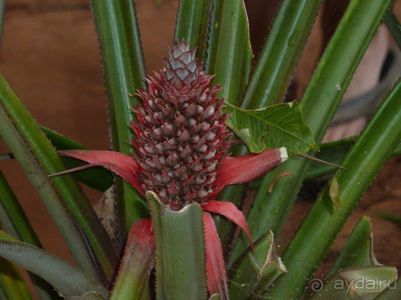 Классический пример, когда вас развели на деньги, но вы остались счастливы!