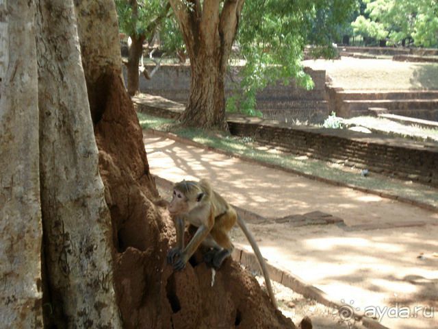 Сигирия - львиная скала!