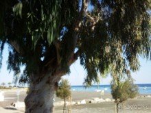 Эвкалипт на пляже