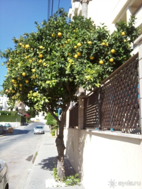 Апельсин у входа