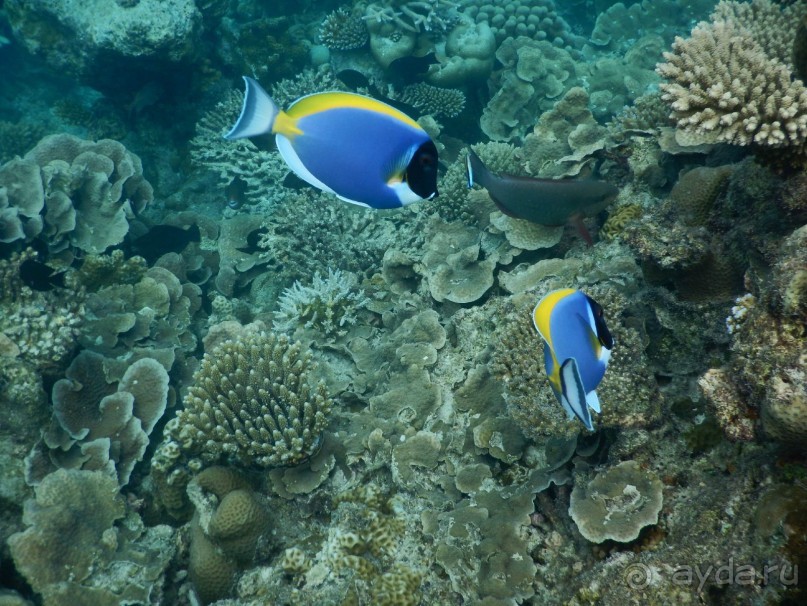 фото Fun Island Resort & Spa